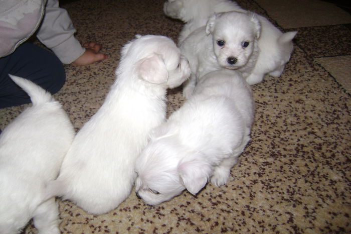 DSC02487 - CATEI BICHON MALTEZ 2014