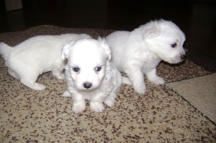 DSC02488 - CATEI BICHON MALTEZ 2014