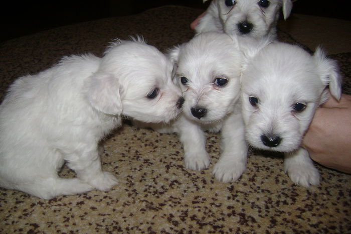 DSC02490 - CATEI BICHON MALTEZ 2014