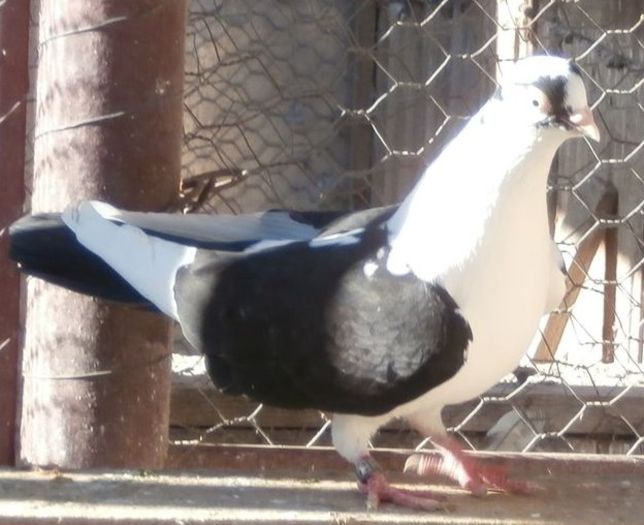 Data in Cobadin la Gabriel Radu