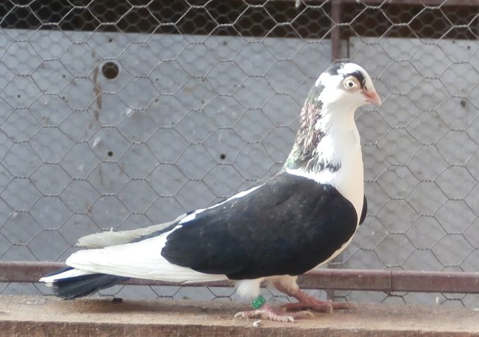 Data in Cobadin la Gabriel Radu