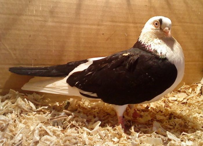 Dat in Cobadin la Gabriel Radu Dat in Cobadin la Gabriel Radu