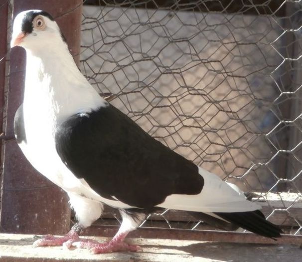 Dat in Cobadin la Gabriel Radu Dat in Cobadin la Gabriel Radu