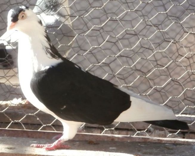 Data in Cobadin la Gabriel Radu Data in Cobadin la Gabriel Radu