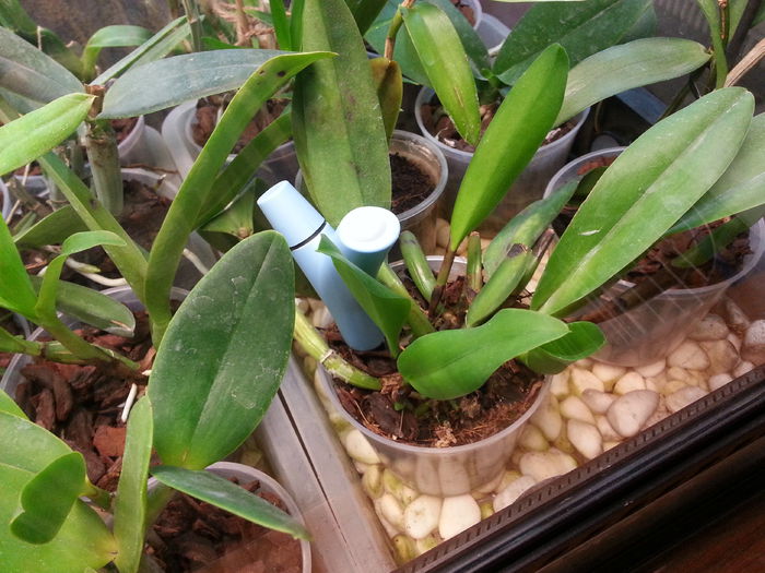 20141203_181319; Parrot Flower Power gadget care monitorizeaza planta :-)
