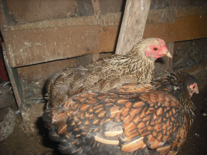 tu, aurie,nu ai sot?