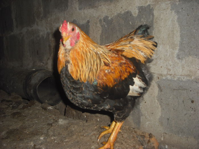 DSCF0041 - 12 WYANDOTTE POTARNICHIU ORANGE BANTAM