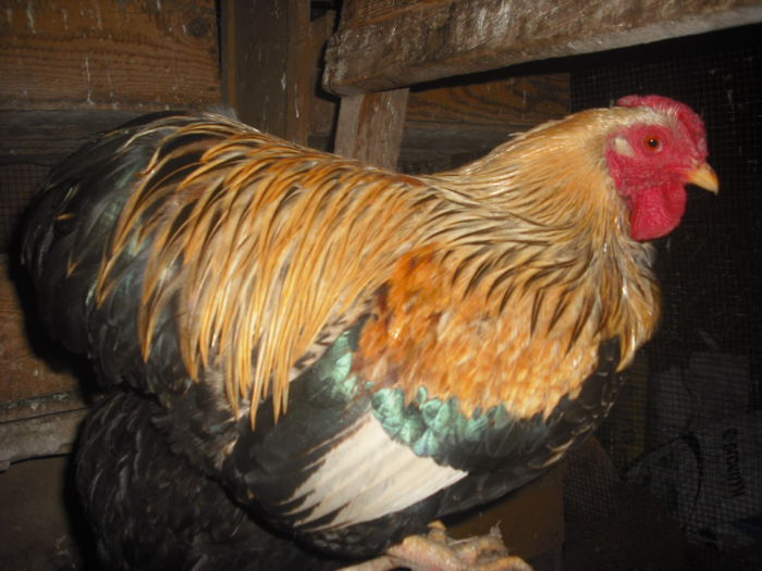 EU...SUNT...BATAUSUL...OGRAZII !!! SI M AU PORECLIT... !; EU...SUNT...BATAUSUL...OGRAZII !!!
