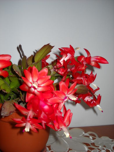 167 - Schlumbergera 2014-2020