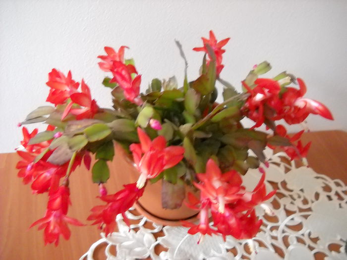 165 - Schlumbergera 2014-2020