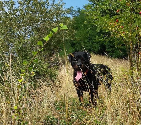 rona (4) - 2 ROTTWEILER DE VANZARE