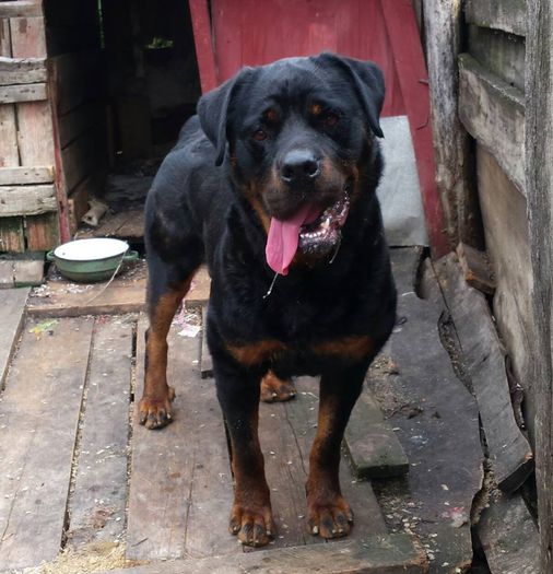 rona (5) - 2 ROTTWEILER DE VANZARE