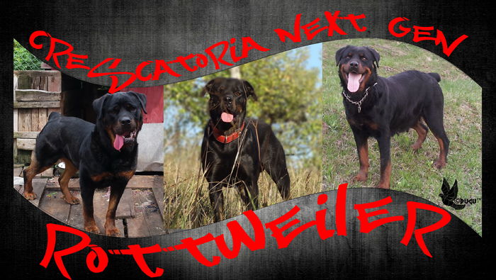 next gen 2014 oct  site