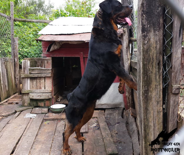 rona best (1) - 2 ROTTWEILER DE VANZARE