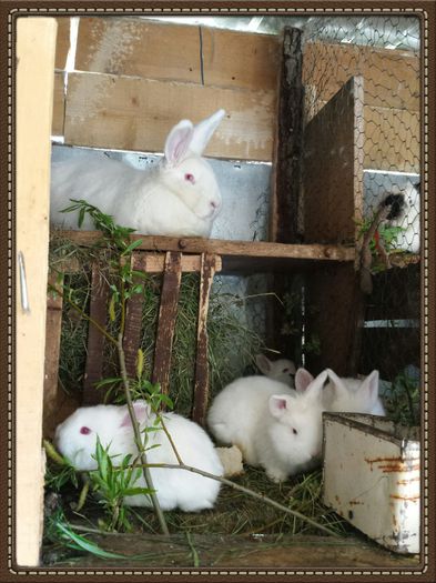 2014-04-13 16.31.32-1