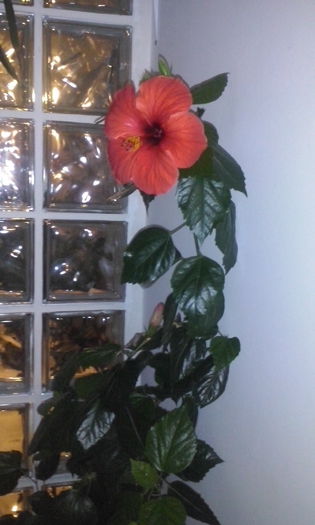 CAM00260 - flori 2014