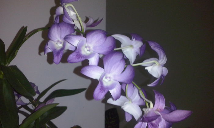 CAM00261 - flori 2014