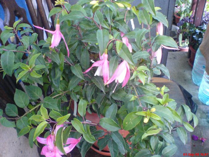 DSC00470 (1) - Flori