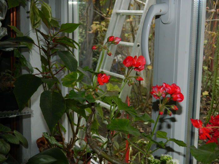 DSCN5141 - DECEMBRIE_2014