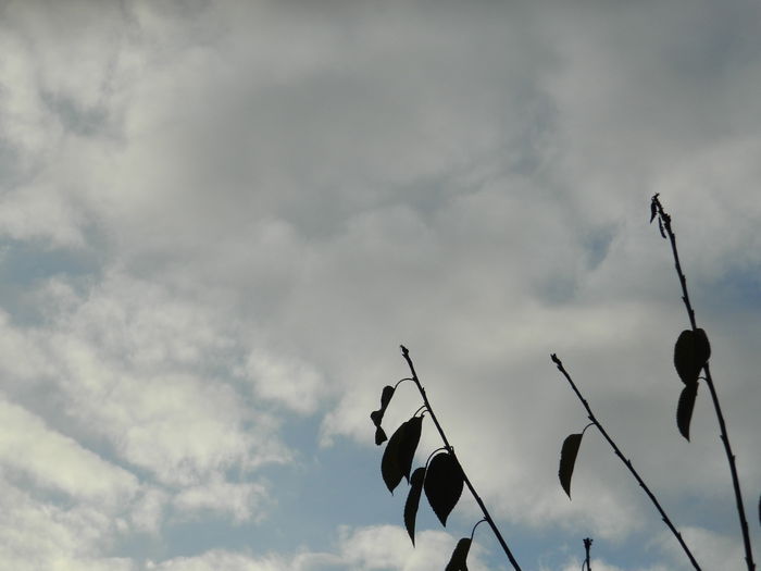 DSCN5171 - DECEMBRIE_2014