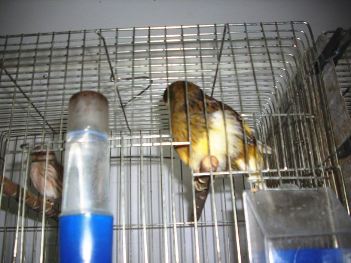 canari la cuib-2015 032 - CANARI LA CUIB--2015