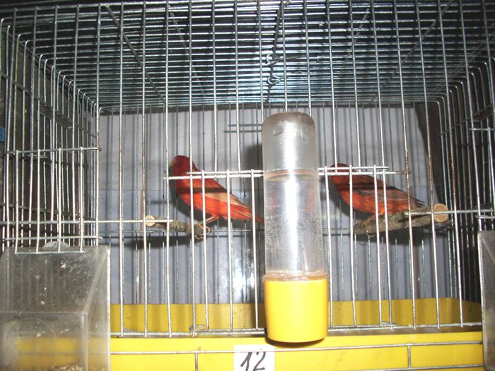 canari la cuib-2015 016-AGATI - CANARI LA CUIB--2015