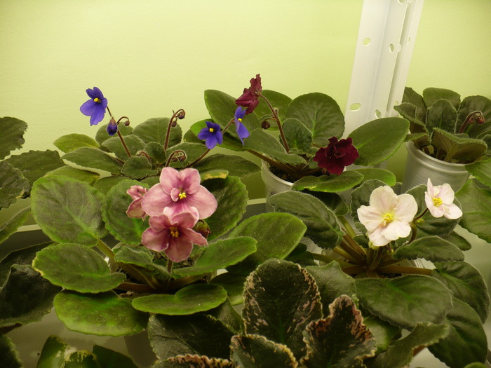 P1200416