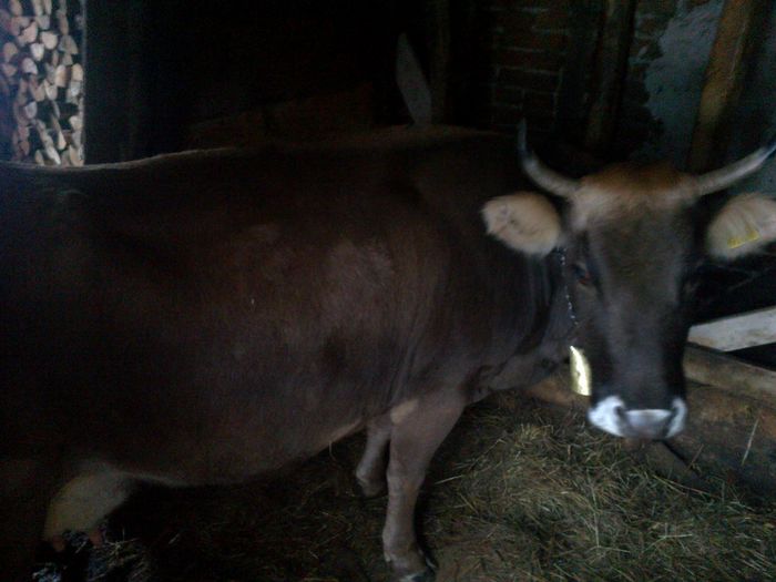 viteaua este din aceasta vaca - vitea de vanzare 2014