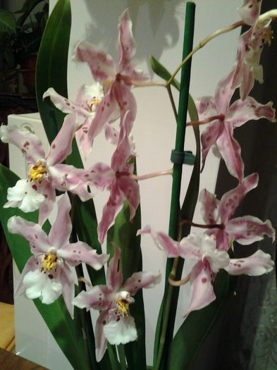 beallara  peggy ruth carpenter