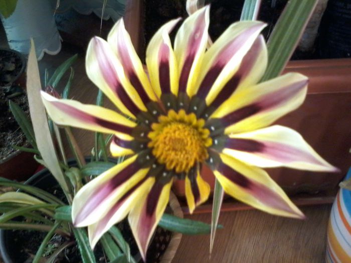 1417695311572 - Gazania