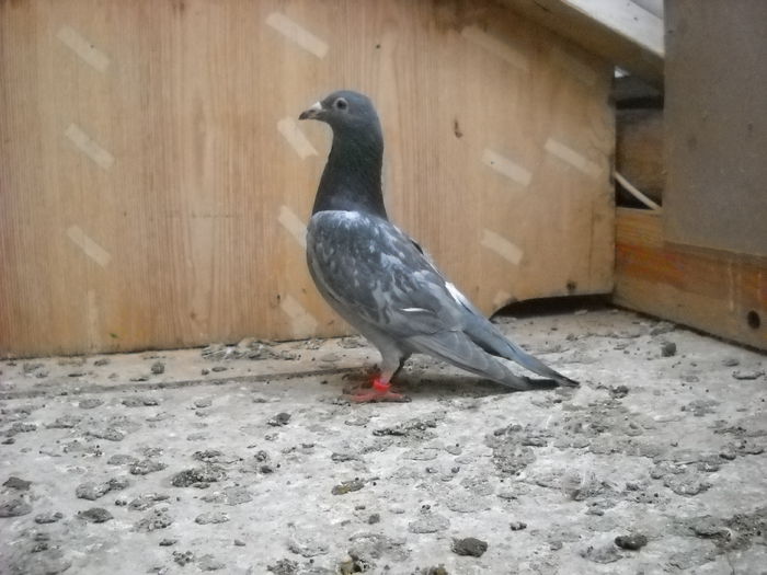 F. DE LA eddik plecata de la mine