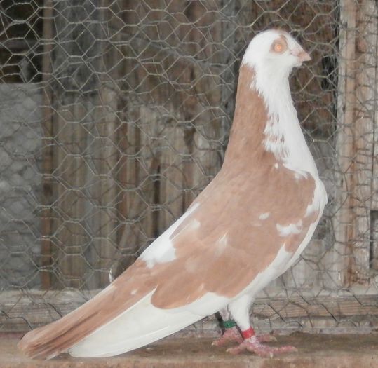 Dat in Alba la Gicu Grozav Dat in Alba la Gicu Grozav