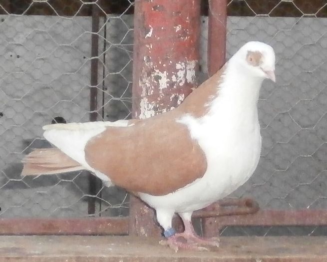 Data in Alba la Gicu Grozav Data in Alba la Gicu Grozav