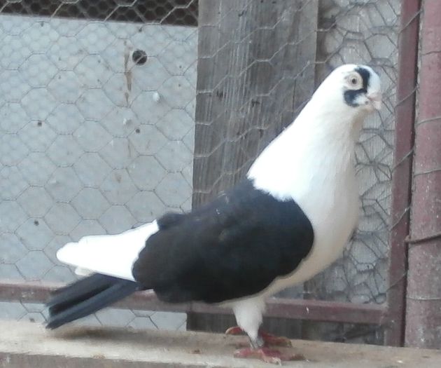 Dat in Alba la Gicu Grozav Dat in Alba la Gicu Grozav