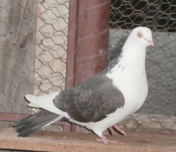 Data in Alba la Gicu Grozav Data in Alba la Gicu Grozav