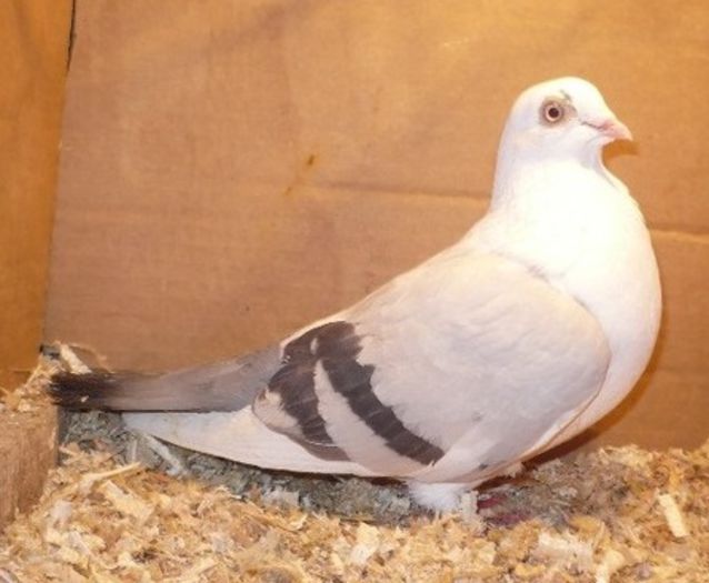 Data in Alba la Gicu Grozav Data in Alba la Gicu Grozav