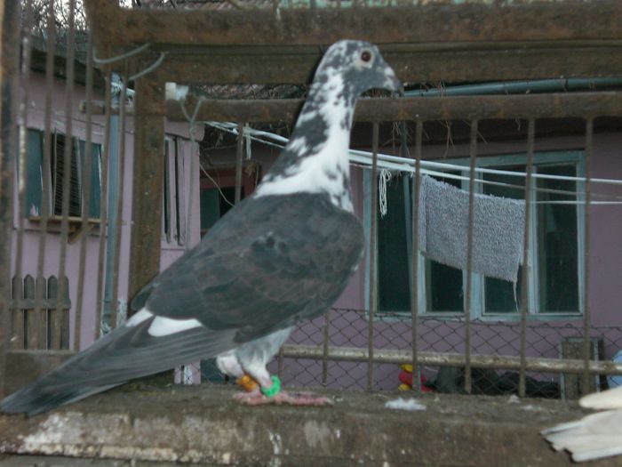 Muntean Vasile Si Mihai