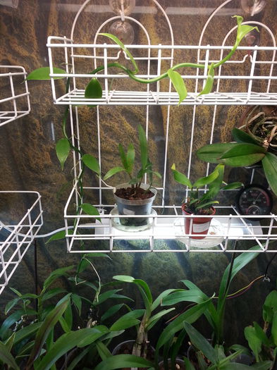 20141203_190656; Vanilua de la mada nu-si mai incape in piele
