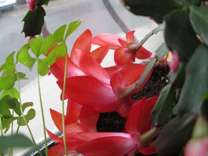 schlumbergera rosie - flori de decembrie 2014