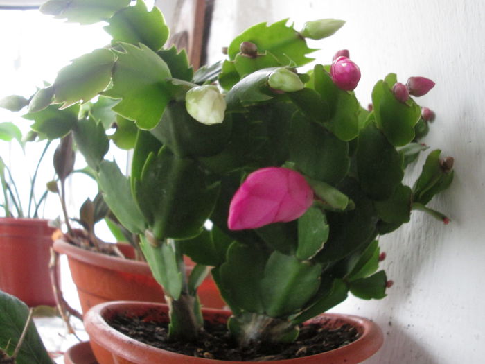 schlumbergera mov-boboc - flori de decembrie 2014