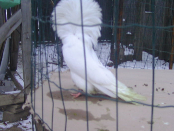 Picture 169 - porumbei gulerati