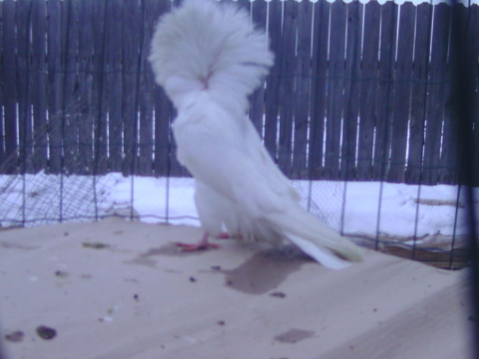 Picture 185 - porumbei gulerati