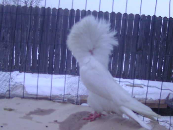 Picture 186 - porumbei gulerati