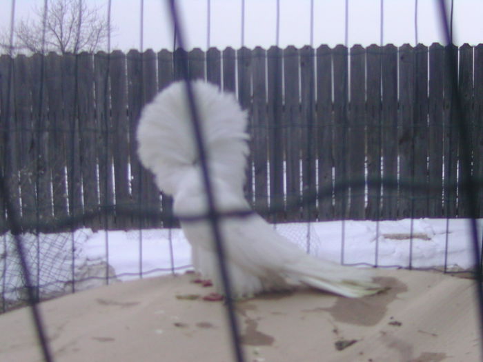 Picture 193 - porumbei gulerati