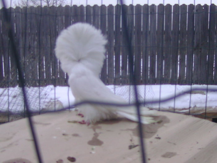 Picture 195 - porumbei gulerati