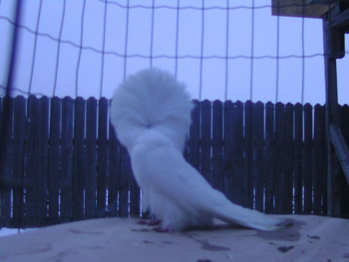 Picture 197 - porumbei gulerati