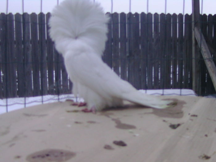 Picture 198 - porumbei gulerati