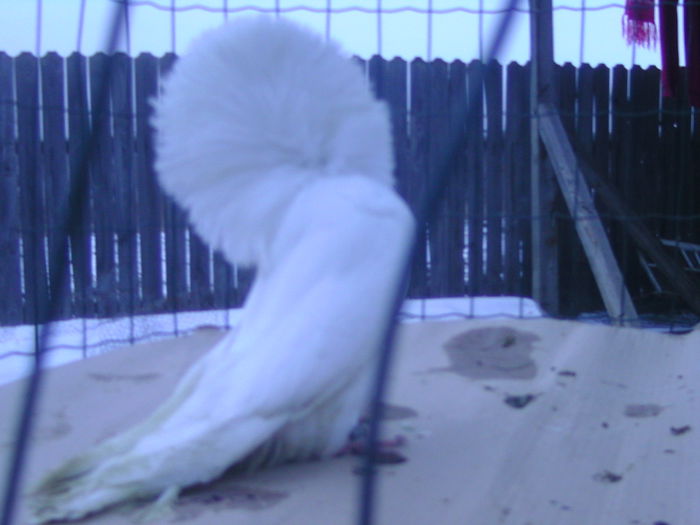 Picture 200 - porumbei gulerati