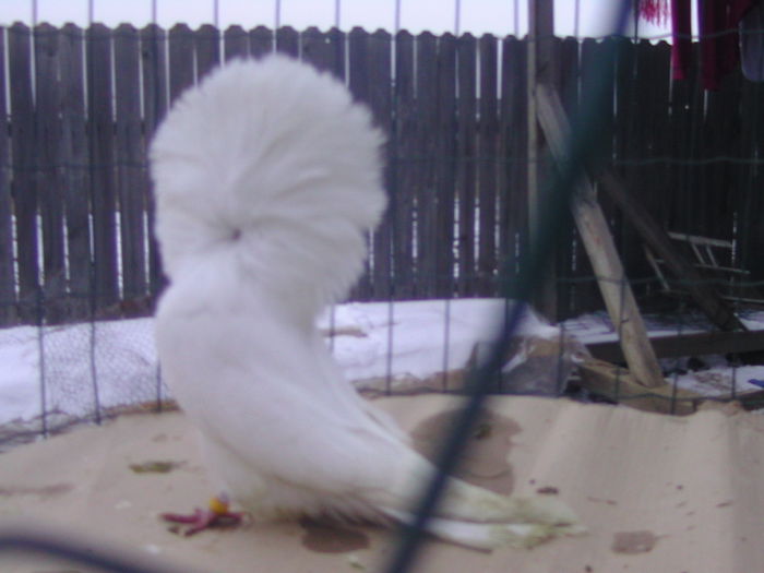 Picture 202 - porumbei gulerati