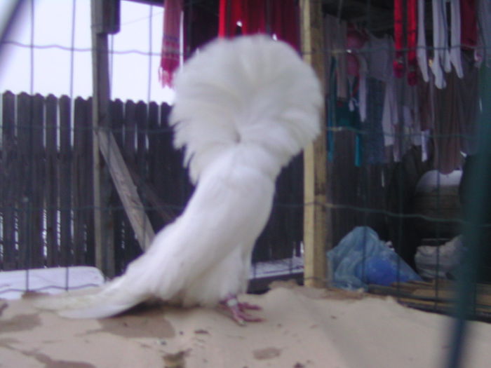 Picture 203 - porumbei gulerati